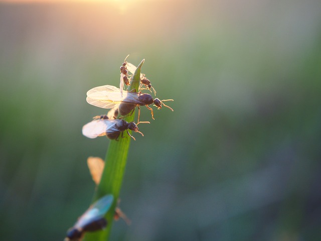 Na okřídlené mravence možná narazíte i na své zahradě